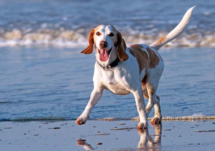 Los perros ya pueden ir a la playa